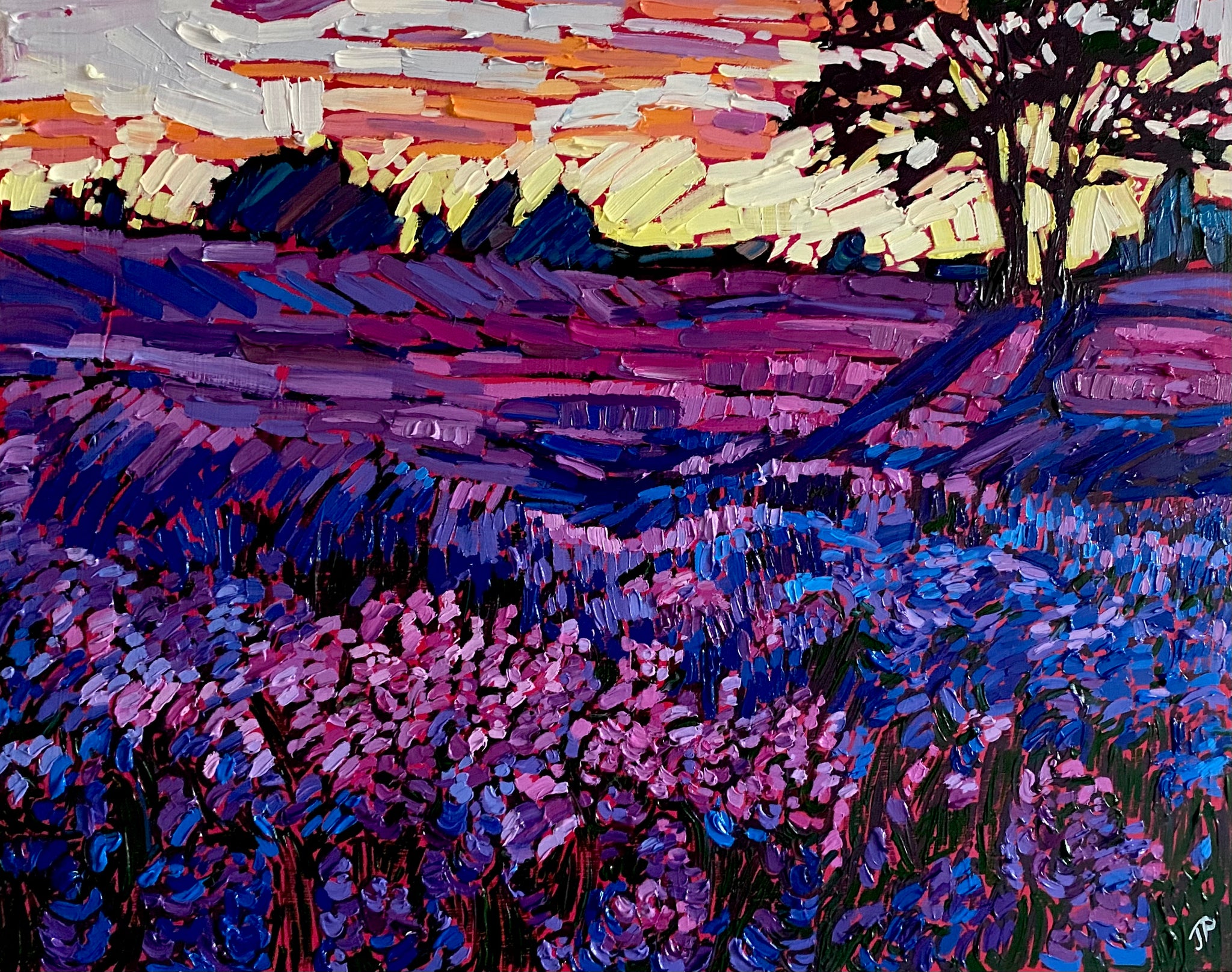 Sunrise over Lavender Fields